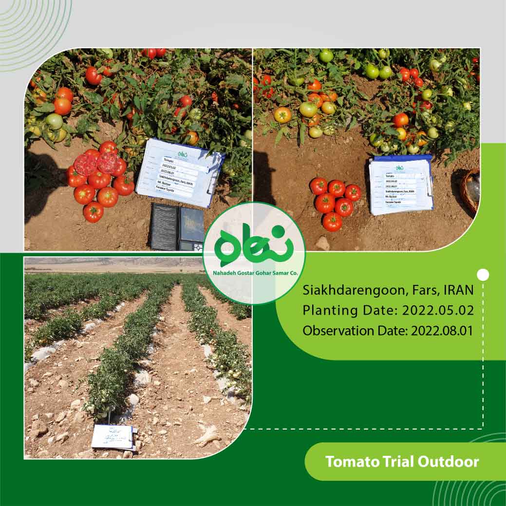 Tomato Trial Outdoor(1)