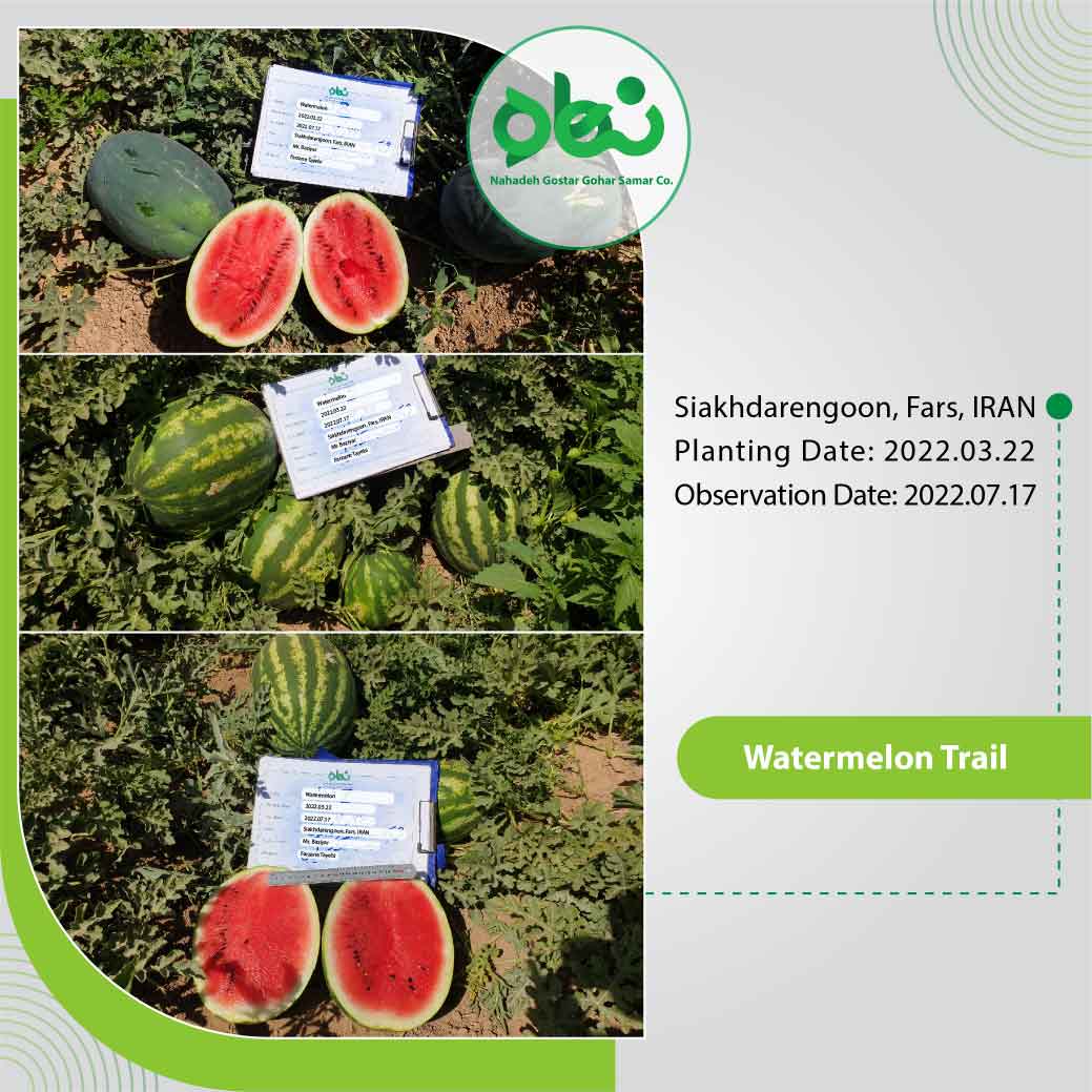 Watermelon Trial(2)