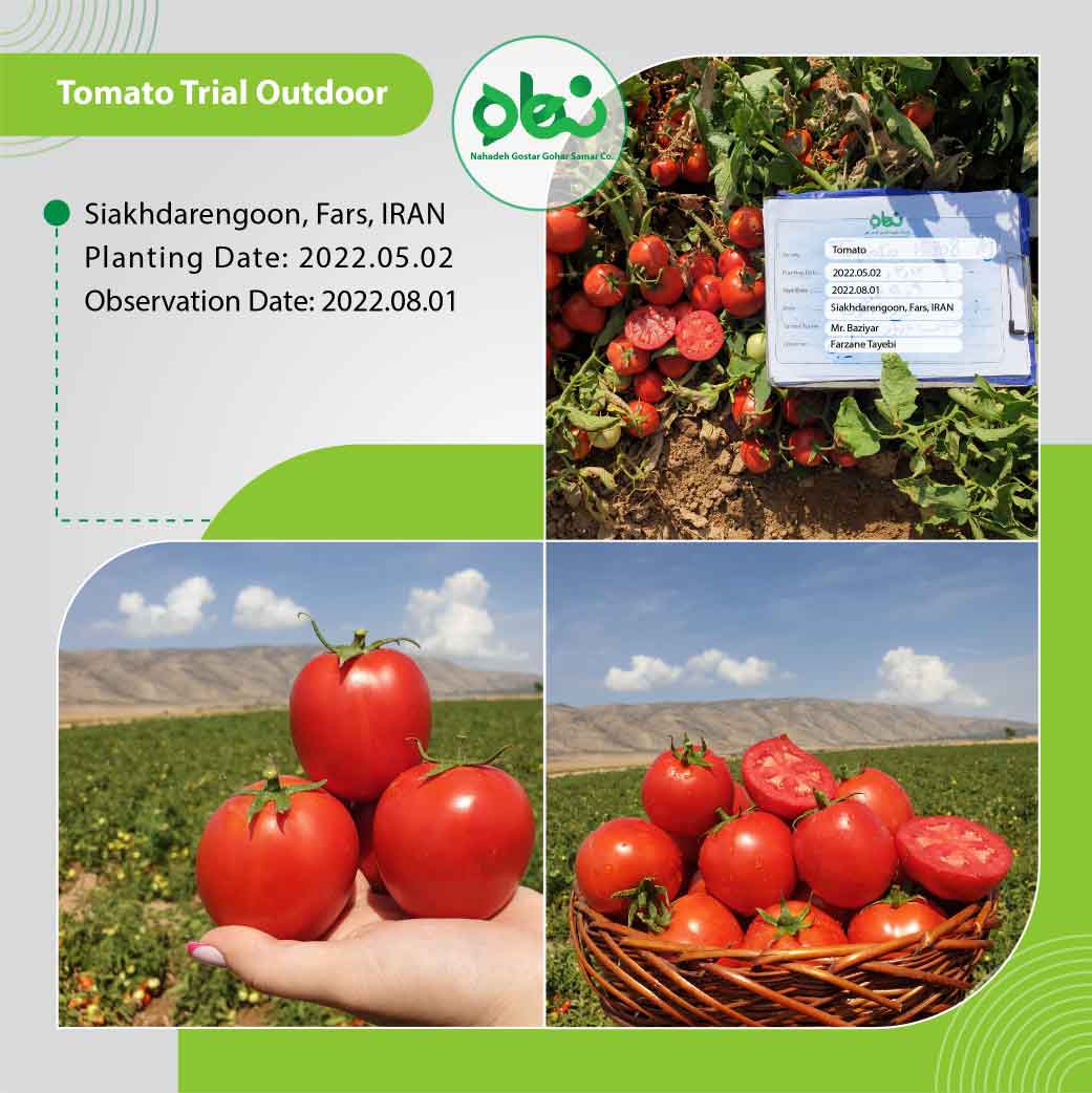Tomato Trial Outdoor(2)