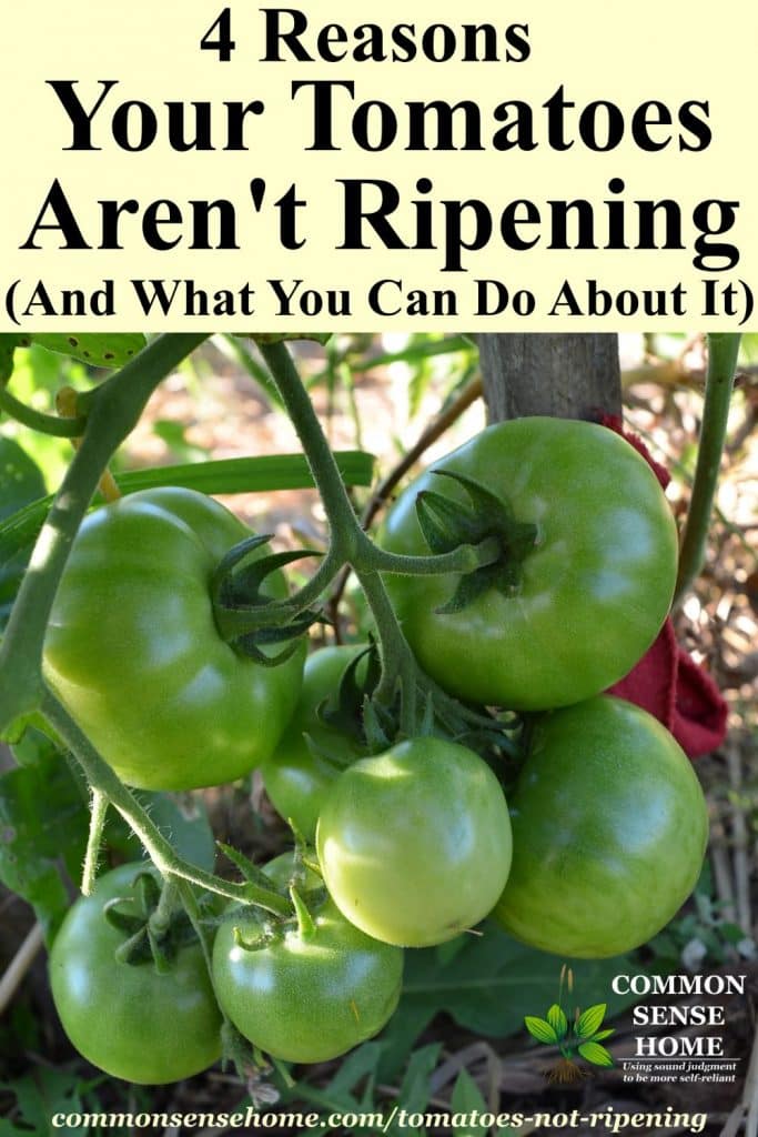 Four Reasons Your Tomatoes Are Not Ripening + How You Can Help